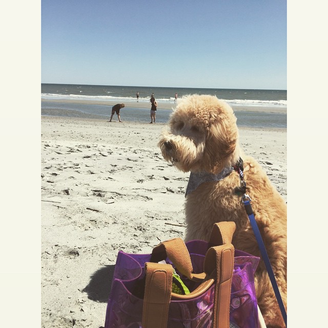 15 счастливых собак в свой первый день на пляже (15 фото)