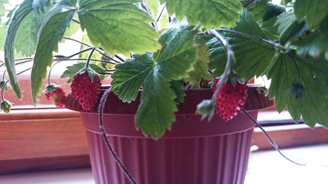 Земляника - отличное комнатное растение