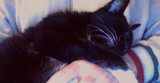 У этой кошки умерли все котята. Но у судьбы были на нее свои планы