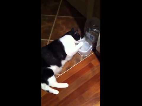 Кот смешно пьет воду