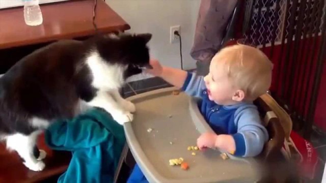 Сумасшедшие коты
