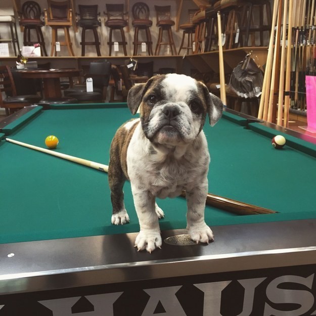 38 фото щеночков для всех, кому немного грустно