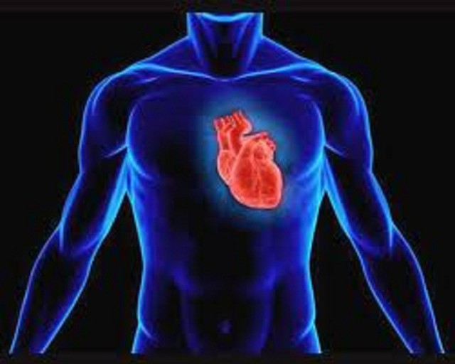 Интересные факты о сердце человека