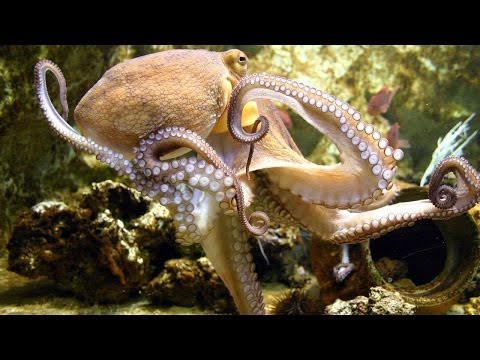 Осьминог убегает из аквариума