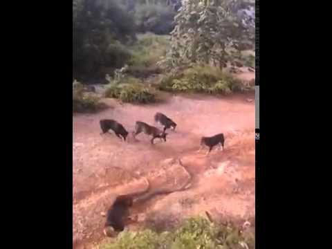 Кобра против собак