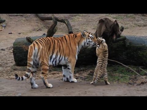 Потешный тигренок