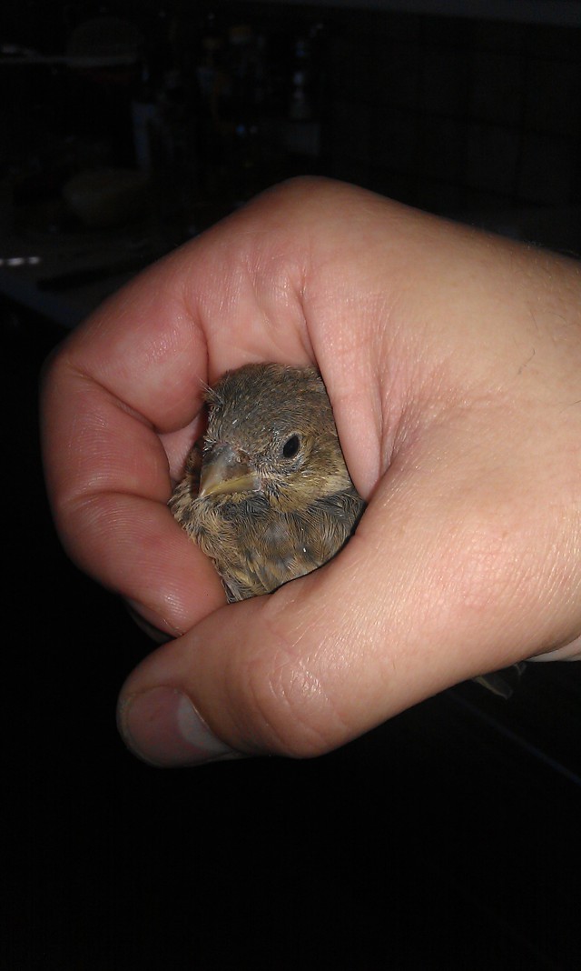 Спас птенчика из лап зверя