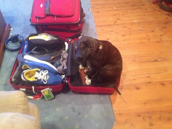 И все таки преданней их нету никого больше