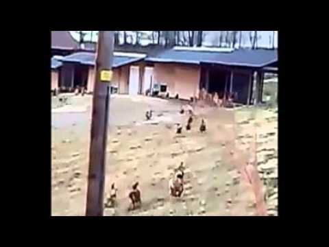 Глупые куры