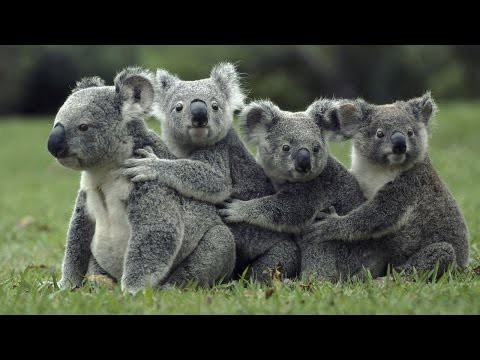 Смешные коалы