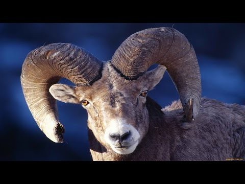 Баран разбушевался