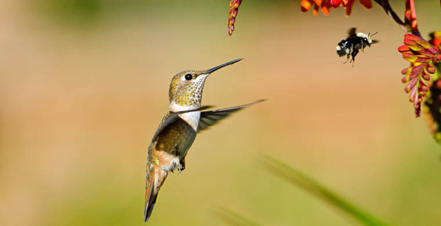 Самые маленькие существа