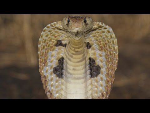 В одной ванной с кобрами, жуть