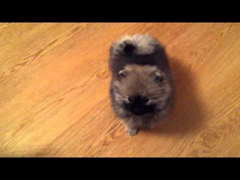 Щенок психует