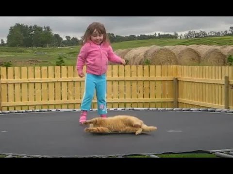 Кот на батуте