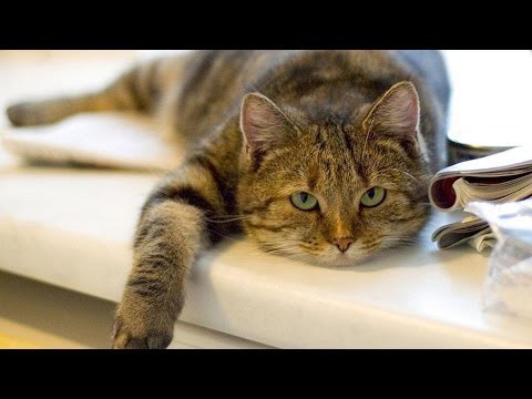 Это какой-то неправильный кот