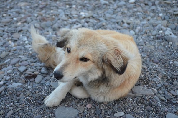 Прибилось в походе маленькое,рыжее чудо