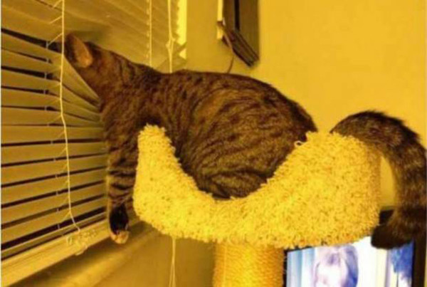 15 котов которые могут спать где угодно