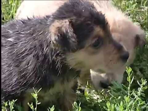 Спасение утопающих щенков