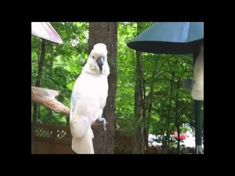 Смеющийся попугай