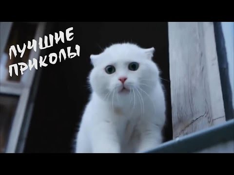  Подборка приколов 2015 #2