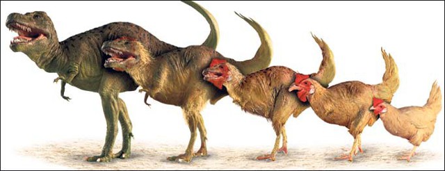 Юрские куры: ученые заставили эмбрионов цыплят развиваться как динозав