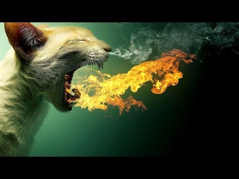 Кот играет с огнем