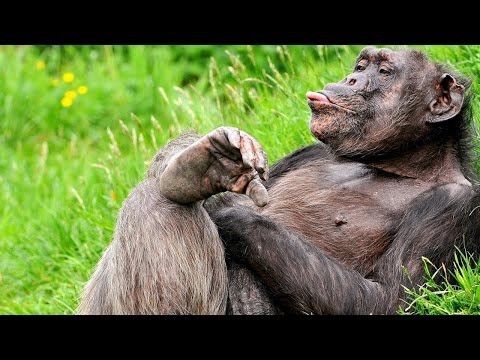 Обезьянка прибалдела, релакс