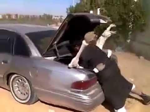 Верблюда пытаются засунуть в багажник