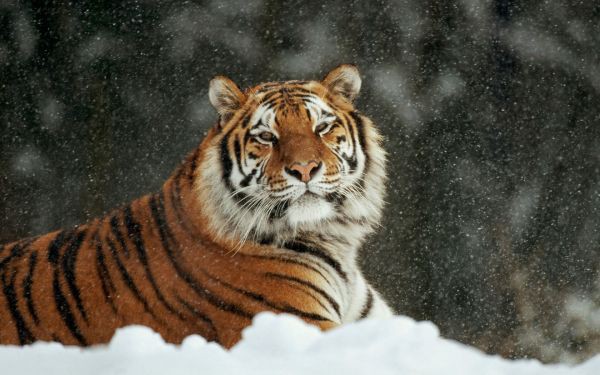 Редкие животные 