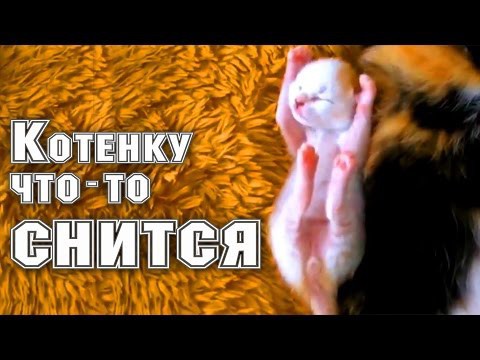Котенку что-то снится