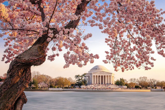 Вишня цветет по всему миру. И это прекрасно!