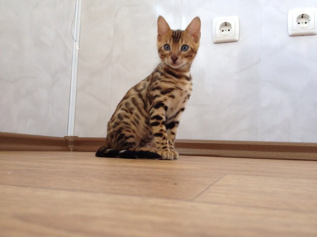 Хочу себе такого кота, но не помню какая порода