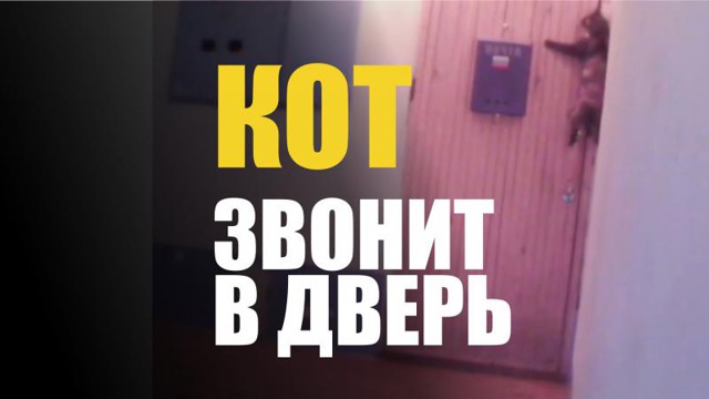 Кот звонит в квартиру