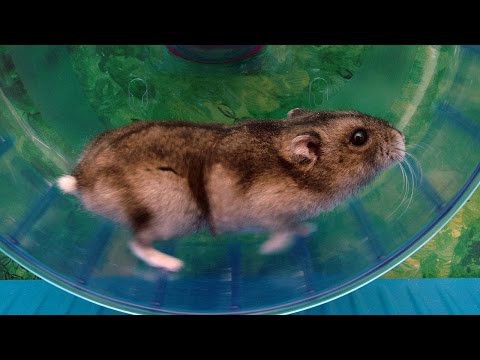 Хомяк