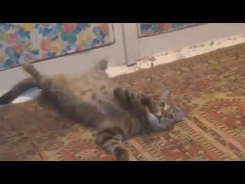 Резкий кот 