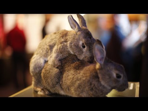 Очень активный кролик