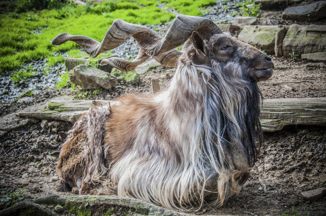 21 рогатое животное 