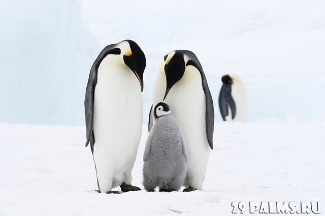 Пингвины.1 часть
