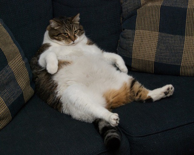 Фото животных, которым срочно пора садиться на диету