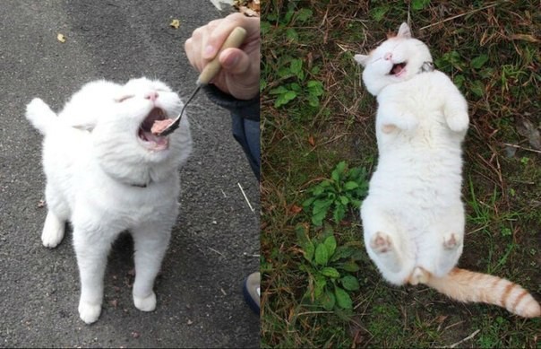 Типичный кот