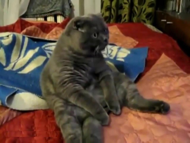 Любознательный котик