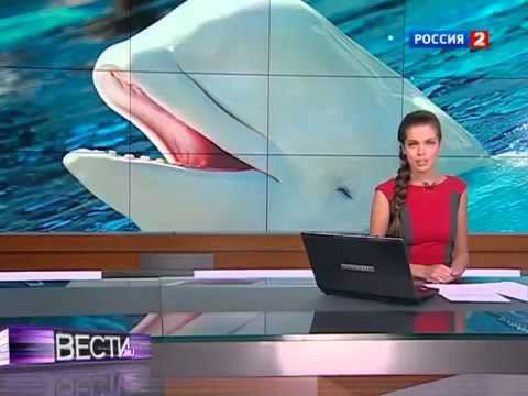  Кит заговорил человеческим голосом