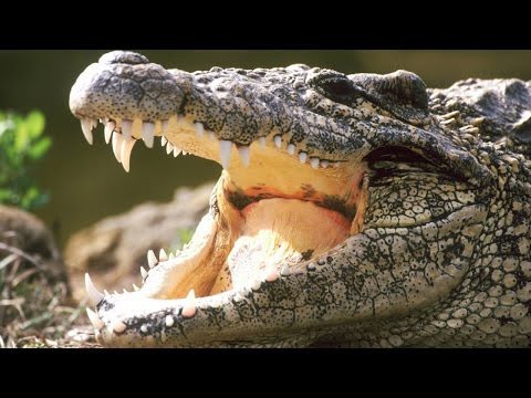 Крокодилу не повезло