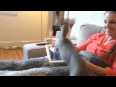 Продвинутая собачка