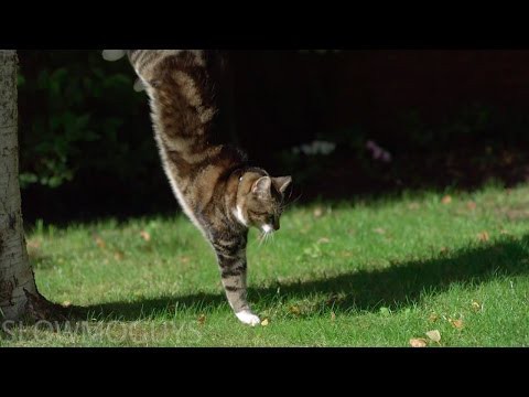 Кот паркурщик