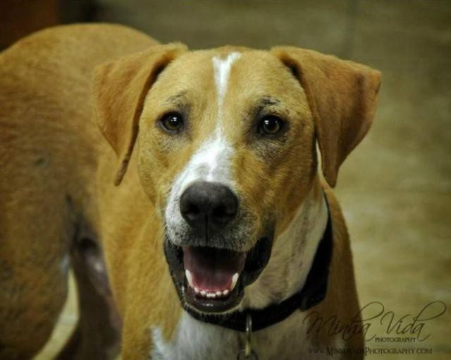 Спасенный пес. До и после. Спустя всего один месяц