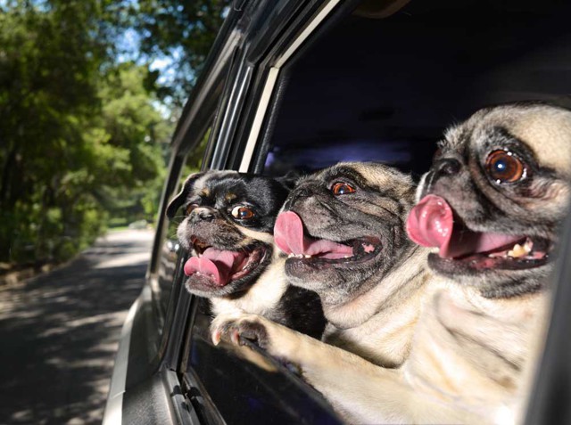 50 собак, обожающих поездки на машине