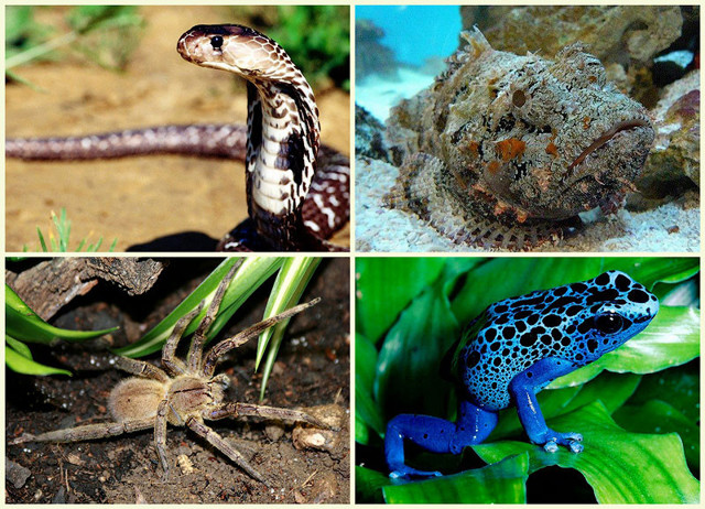 Самые смертоносные яды на планете