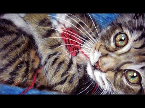 Безбашенный котенок